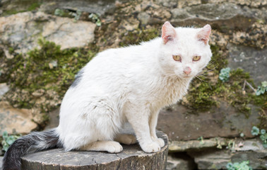Ill white cat, closeup view