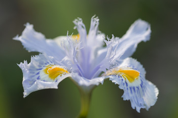 Fototapeta na wymiar Close up of yellow and blue iris flowers