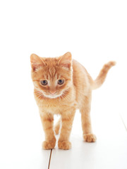 Cute ginger kitten