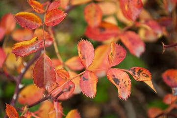 feuilles de rosier en automne