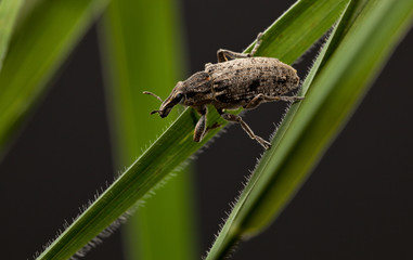 Pest beetle on cereal blades