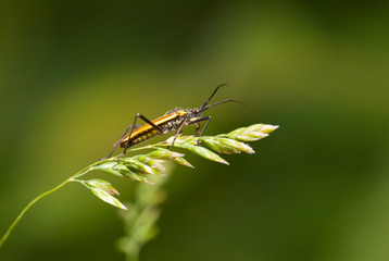 bug resting on grass