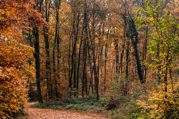 Obraz premium Herbst Bäume