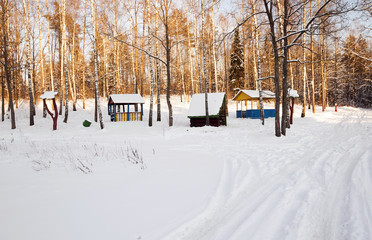 trees in winter  