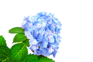Fleurs d& 39 hortensia bleu doux sur fond blanc