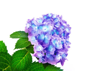 Obraz premium sweet hydrangea flowers on a white background