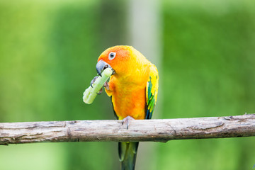 Green peppers  on cutting board