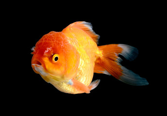 goldfish on black background