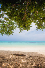 Fototapeta na wymiar Blue sky and trees gateway to white sand beach vertical