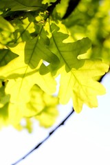 Spring oak leaves
