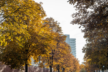 Autumn view of a street in Berlin, Germany