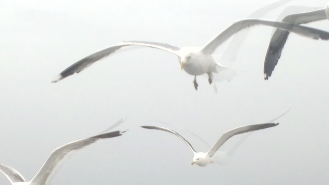 Topic of North sea travel - seagulls over waves
