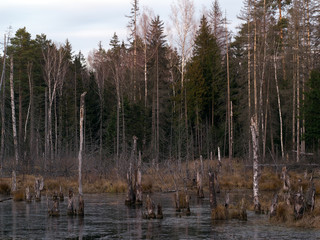 Болото, топь, трясина. Поздний вечер. Болото покрылось тонким льдом. Осень. Первые заморозки. Много коряг, сухая трава. Деревья - ель, сосны и березы. Россия, подмосковье  © kozorog