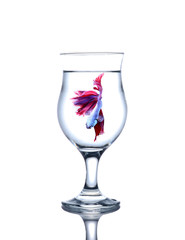 siamese fighting fish  in a wine glass