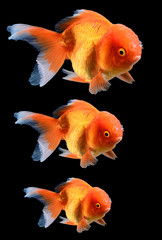 goldfish on black background