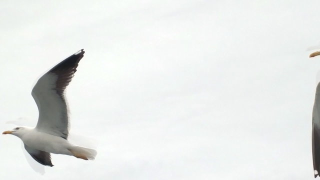Topic of North sea travel - seagulls over waves
