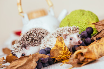 African pygmy hedgehog babies playing.