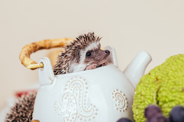 African pygmy hedgehog baby in a kettle. © tamara83