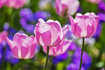 Fototapeta premium tulips