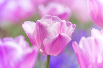 Obraz premium tulips