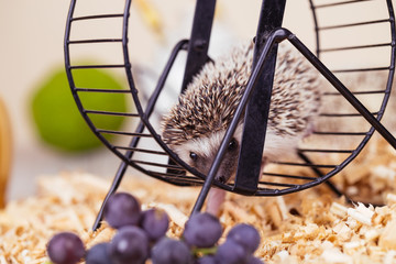 African pygmy hedgehog baby playing in a pet wheel.
