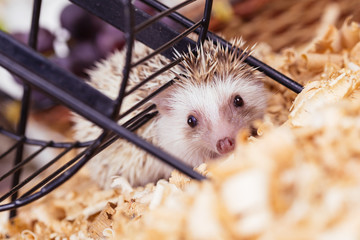 African pygmy hedgehog baby playing in a sawdust. © tamara83