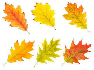 Naklejka na ściany i meble collection beautiful colorful autumn leaves isolated on white background
