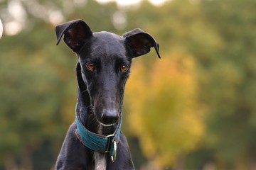 Galgo Espanol