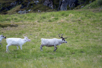 Rentiere in Norwegen