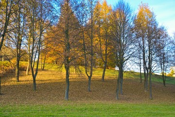 Autumn view