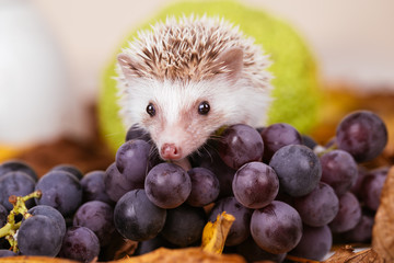 African pygmy hedgehog baby playing. © tamara83