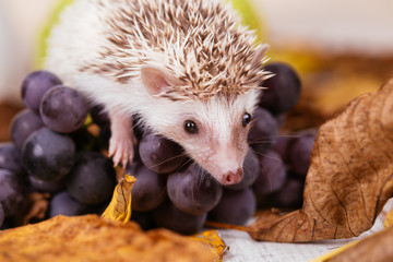 African pygmy hedgehog playing.
