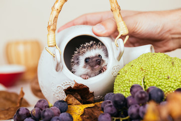 African pygmy hedgehog baby playing in a kettle.