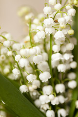 Flower lily of the valley  