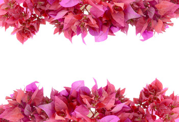 Bougainvillea isolated on white background