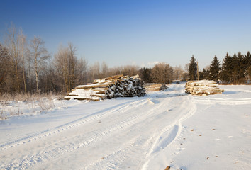 Obraz premium felled trees . snow