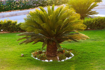 Good looking sago palm trees growing in backyard