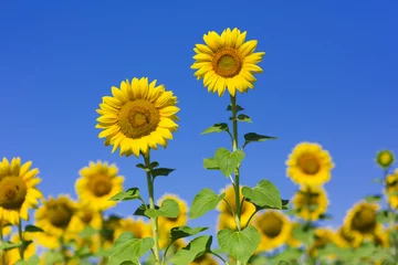 Foto op Plexiglas Zonnebloem sunflower