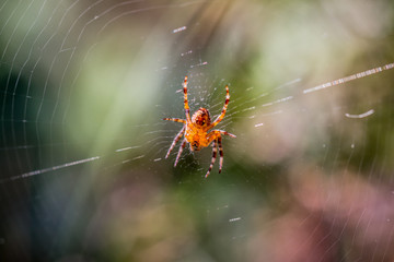 Araignée des jardins sur sa toile