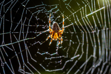 Araignée des jardins sur sa toile
