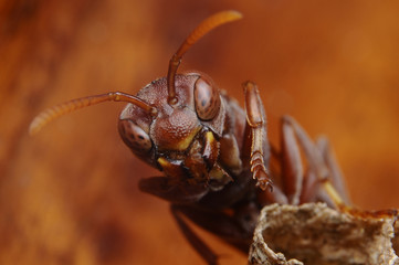 hornet