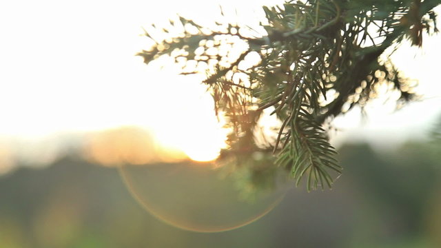 Sunlight and lens flare, fir, HD