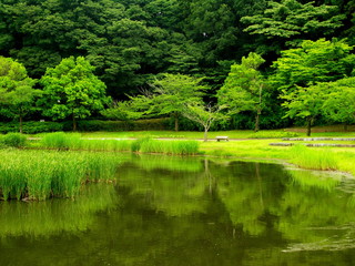 新緑の公園