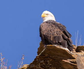 American Bald Eagle.