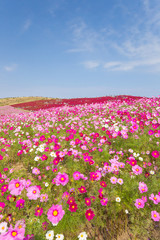 Fototapeta premium 季節を彩るピンクのコスモス（秋桜）の風景