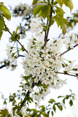 cherry blossom  . spring  