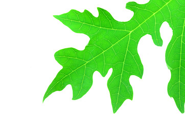 Papaya leaves color green. Isolated with a white background
