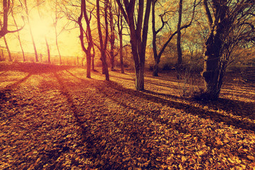Sunset in autumn forest.  Beautiful nature background