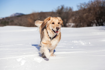 Labrador retriever dog playing in snow in the winter outdoors 