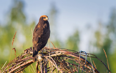 The young Marsh Harrier